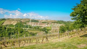 ItalyBarbareso-1.jpg - andychristodolophotography